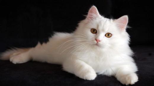 Tolkning av å se en hvit katt i en drøm av Ibn Sirin og Al-Usaimi