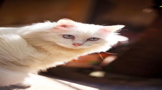 Apa interpretasi ngimpi kucing putih Ibnu Sirin?