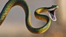 ابن سیرین نے خواب میں سانپ دیکھنے کی تعبیر کیا ہے؟