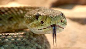 Hva er tolkningen av slangen i drømmen til Ibn Sirin?