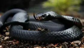 イブン・シリンによる夢の中で黒い蛇を殺す夢の解釈