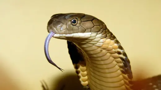 Kio estas la interpreto de serpenta atako en sonĝo de Ibn Sirin?