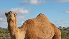Vad är tolkningen av att se en kamel i en dröm för en singel kvinna enligt Ibn Sirin?