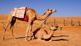 Lær mere om fortolkningen af ​​kameler i en drøm af Ibn Sirin