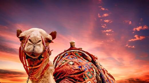 Lær mere om fortolkningen af ​​en drøm om en kamel ifølge Ibn Sirin