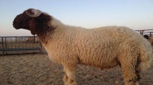Ի՞նչ է նշանակում երազում ոչխար գնելը ըստ Իբն Սիրինի: