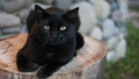 Lær om fortolkningen af ​​sorte katte i en drøm af Ibn Sirin