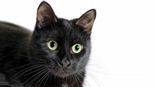 Quina és la interpretació de veure un gat negre a la casa en un somni segons Ibn Sirin?