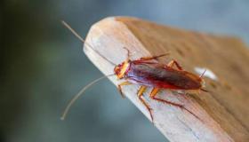 Leer de interpretatie van het zien van kakkerlakken in een droom en ze doden door Ibn Sirin