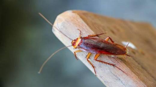 Lær fortolkningen af ​​at se kakerlakker i en drøm og dræbe dem af Ibn Sirin