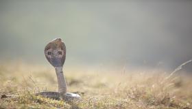 Ո՞րն է մեծ օձի մասին երազի մեկնաբանությունը ըստ Իբն Սիրինի: