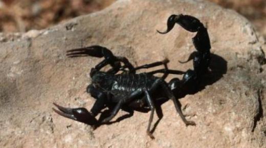 Kaip aiškina sapne juodąjį skorpioną pagal Ibn Siriną?