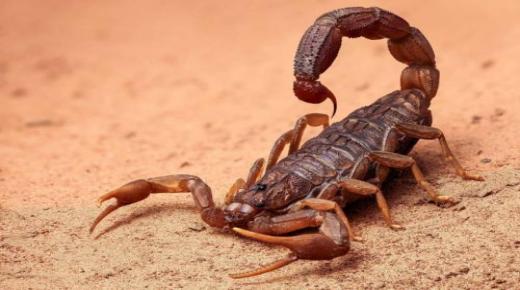 Interpretoj de Ibn Sirin por vidi skorpion en sonĝo por fraŭlaj ​​virinoj