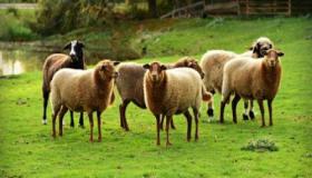 Wat is de interpretatie van het zien van schapen in een droom volgens Ibn Sirin en vooraanstaande geleerden?