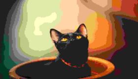 Wat is de interpretatie van het zien van een zwarte kat in huis in een droom volgens Ibn Sirin?