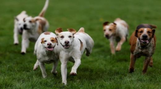 Երազում միայնակ կնոջ համար իմ հետևից վազող շներին տեսնելու ամենակարևոր մեկնաբանությունները՝ ըստ Իբն Սիրինի