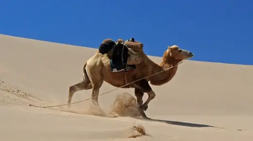 Quina és la interpretació d'un camell en un somni per a una dona soltera segons Ibn Sirin?