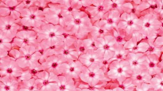 Leer meer over de interpretatie van het zien van de kleur roze in een droom door Ibn Sirin