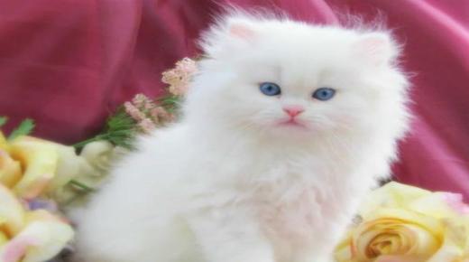 Lær om fortolkningen af ​​at se en hvid kat i en drøm af Ibn Sirin