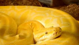 Hvad er fortolkningen af ​​en drøm om en gul slange i en drøm for en gift kvinde ifølge Ibn Sirin?