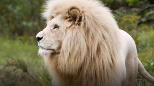 इब्न सिरिन द्वारा शेर के सपने की सबसे महत्वपूर्ण 100 व्याख्याएँ
