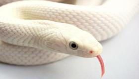 Ո՞րն է սպիտակ օձի մասին երազի մեկնաբանությունը ըստ Իբն Սիրինի: