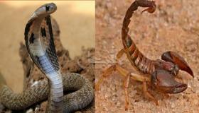 Lær mere om fortolkningen af ​​en slange og en skorpion i en drøm af Ibn Sirin