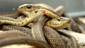 Leer meer over de interpretatie van het zien van slangen in een droom door Ibn Sirin