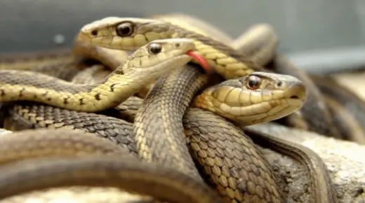 Lær om fortolkningen af ​​at se slanger i en drøm af Ibn Sirin