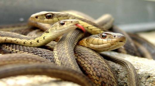 Երազում բազմաթիվ օձերի մասին երազի մեկնաբանությունը Իբն Սիրինի կողմից