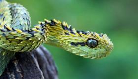 Quina és la interpretació del somni de les serps a la casa per als intèrprets sèniors?