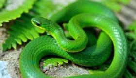 Lær om fortolkningen af ​​en grøn slange i en drøm af Ibn Sirin