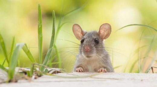 Lær om fortolkningen af ​​en drøm om rotter og mus i en drøm ifølge Ibn Sirin