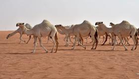 Wat is de interpretatie van de droom van vele kamelen door Ibn Sirin?