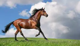 การตีความความฝันเกี่ยวกับม้าสำหรับ Ibn Sirin คืออะไร?