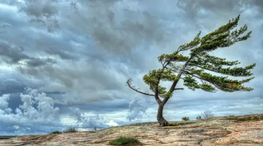 أهم 50 تفسير لرؤية الرياح القوية في المنام لابن سيرين