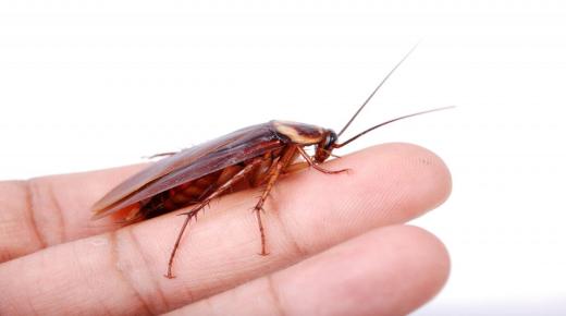 Hvad er fortolkningen af ​​drømmen om kakerlakker, der går på Ibn Sirins krop?