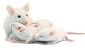 इब्न सिरिन द्वारा छोटे चूहों के बारे में एक सपने की व्याख्या
