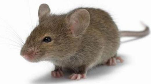Interpretació del somni d'un ratolí per a estudiosos sèniors de la interpretació