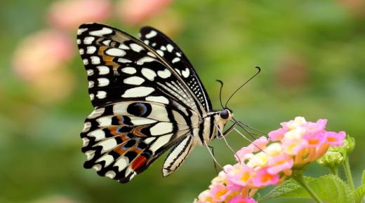 Ano ang interpretasyon ng panaginip ng butterfly ni Ibn Sirin?