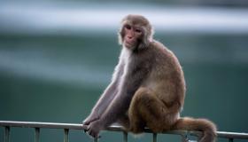 इब्न सिरिन के लिए एक बंदर के सपने की व्याख्या क्या है?