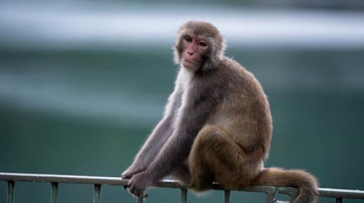 Ո՞րն է կապիկի մասին երազի մեկնաբանությունը Իբն Սիրինի համար:
