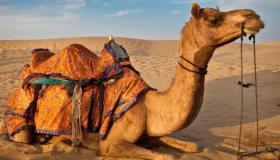 Lär dig om tolkningen av en kamels dröm enligt Ibn Sirin