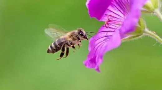Quina és la interpretació d'un somni sobre abelles en un somni d'Ibn Sirin?