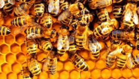 Hvad er fortolkningen af ​​en drøm om bier ifølge Ibn Sirin?