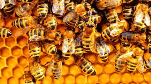 Hvad er fortolkningen af ​​en drøm om bier ifølge Ibn Sirin?