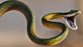 De 20 viktigaste tolkningarna av att se en stor orm av Ibn Sirin