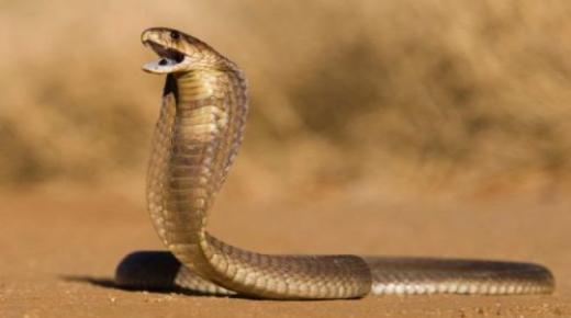 Hvad er fortolkningen af ​​en drøm om en slange, der angriber mig i en drøm? Hvad er Ibn Sirins fortolkning?
