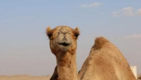 Hva er tolkningen av en drøm om å slakte en kamel ifølge Ibn Sirin?
