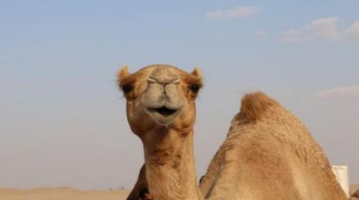 Wat is die interpretasie van 'n droom oor die slag van 'n kameel volgens Ibn Sirin?